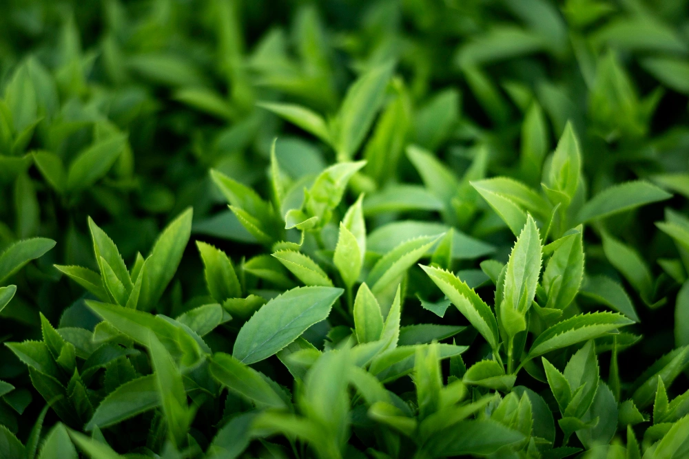 You are currently viewing How to Brew the Perfect Cup of Green Tea