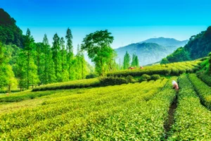 Read more about the article The Secret Behind Bengal’s Rich Tea Heritage